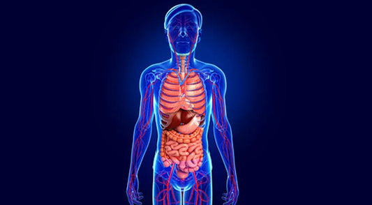 Brain-Gut Axis: A Good Part Light Therapy Can Do